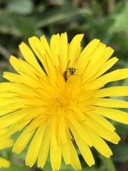 Taraxacum officinale