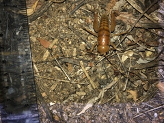 Ceuthophilus hesperus