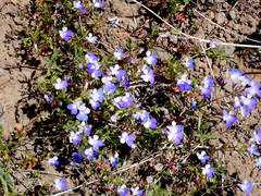Collinsia grandiflora