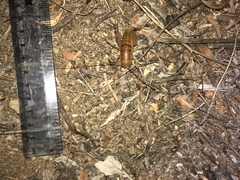 Ceuthophilus hesperus