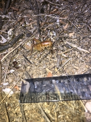 Ceuthophilus hesperus