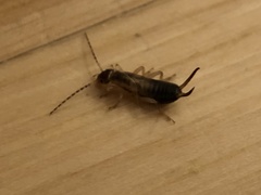 Forficula auricularia