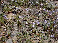 Collinsia grandiflora
