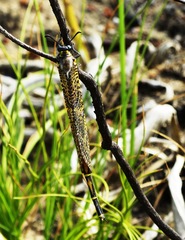 Palpares speciosus