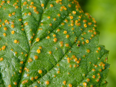 Phragmidium rubi-idaei