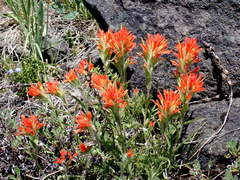 Castilleja pruinosa