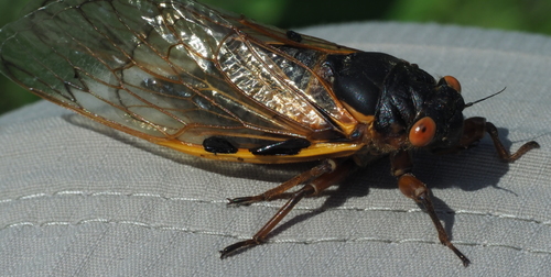 Pharaoh cicada