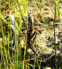 Palpares speciosus