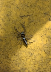 Chrysilla acerosa