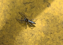 Chrysilla acerosa