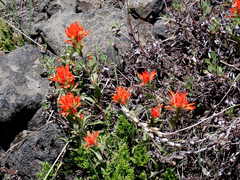 Castilleja pruinosa