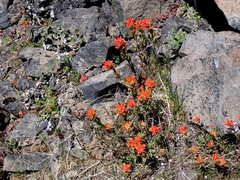 Castilleja pruinosa