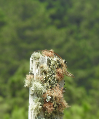 Anolis caceresae