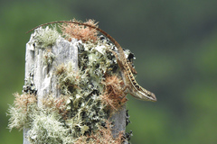Anolis caceresae