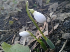 Galanthus alpinus