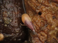 Melanella micans