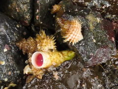 Trichotropis cancellata