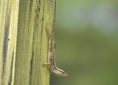 Anolis caceresae