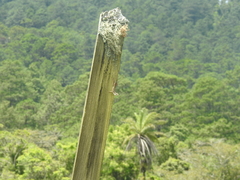 Anolis caceresae
