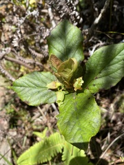 Vaccinium calycinum