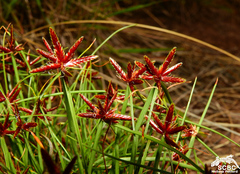 Rock sedge (Cyperus rupestris)