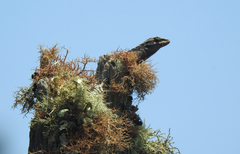 Anolis caceresae
