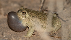 Anaxyrus speciosus