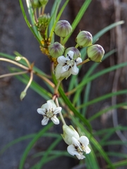 Asclepias coulteri