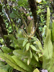 Peperomia hesperomannii