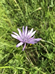 Scorzonera rosea