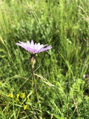 Scorzonera rosea