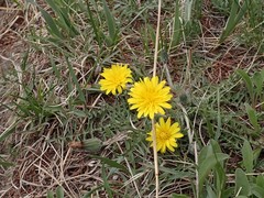 Taraxacum longicorne