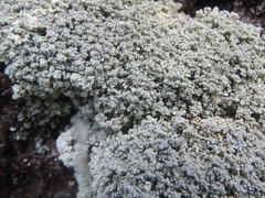 Stereocaulon sterile