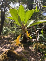 Scaevola glabra