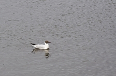 Chroicocephalus ridibundus
