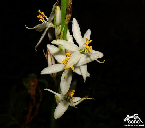 Chlorophytum bowkeri (Chlorophytum bowkeri)