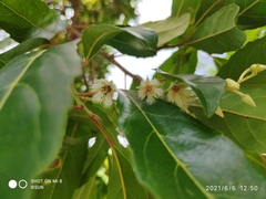 Elaeocarpus hygrophilus