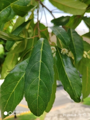 Elaeocarpus hygrophilus
