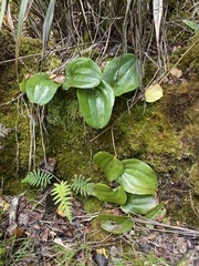 Smilax melastomifolia