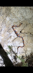 Lampropeltis alterna