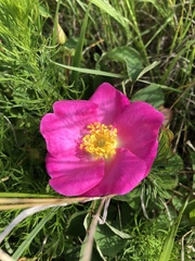 Rosa gallica