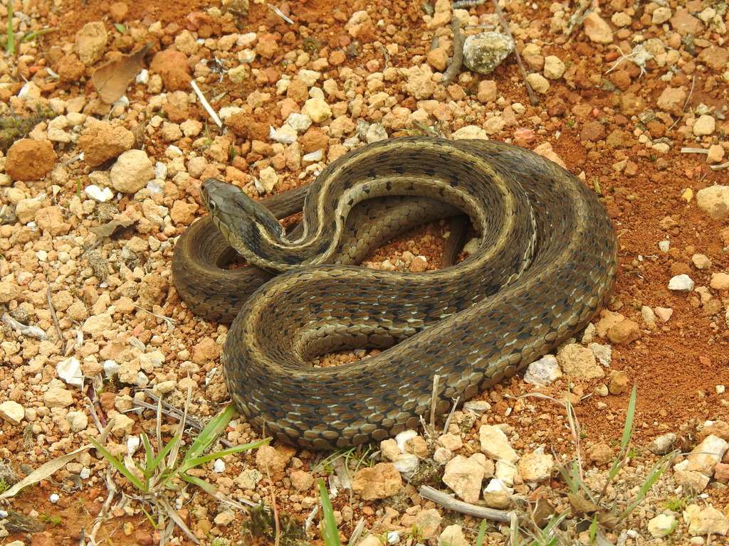Highland Garter Snake