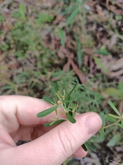 Pultenaea retusa