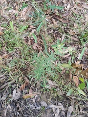 Pultenaea retusa