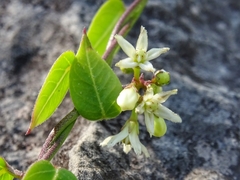 Metastelma lanceolatum