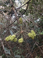 Cussonia zuluensis