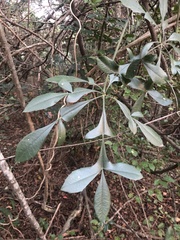 Cussonia zuluensis