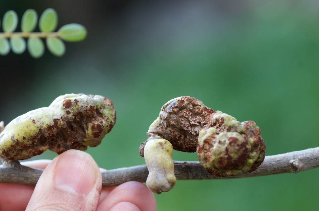Kowhai gall rust