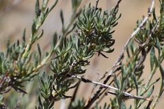 Eriogonum wrightii membranaceum