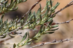 Eriogonum wrightii membranaceum